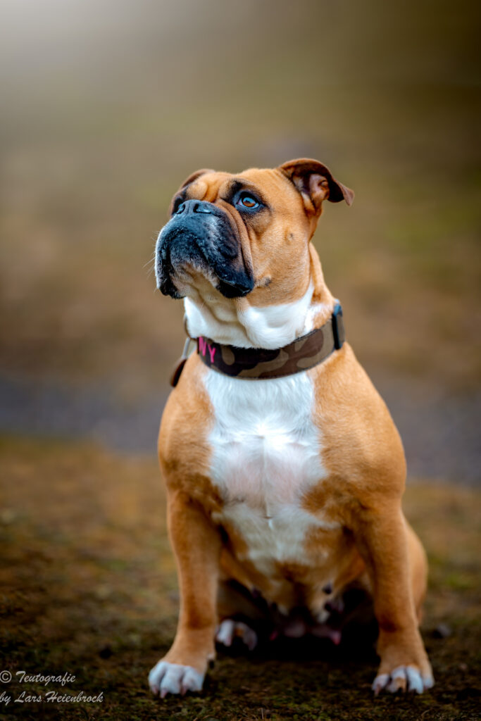 Continental Bulldog Continental Bulldogge Hundefoto Hundefotograf Bielefeld