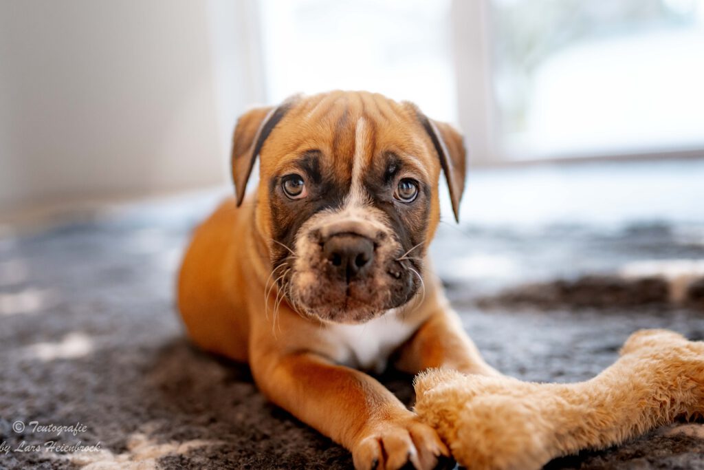 Welpenfoto Welpenfotografie Continental Bulldogge Hundefotograf