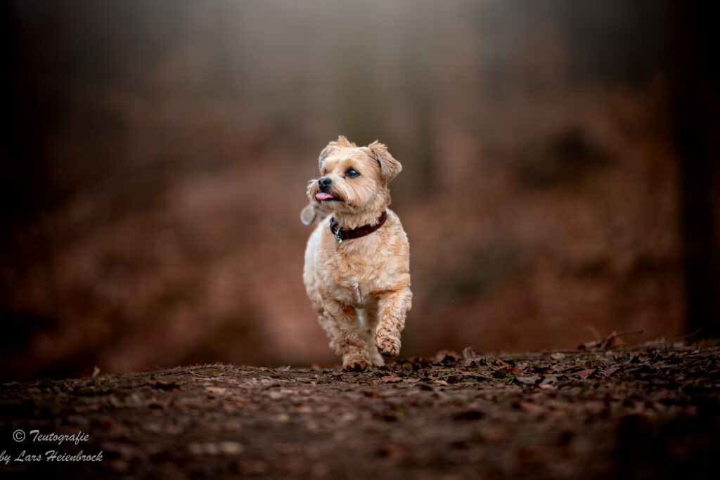 Hundefotograf Hundefotografie Tierfotograf Bielefeld Teutografie