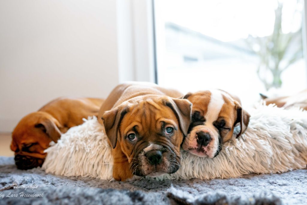 Welpenfoto Welpenfotografie Continental Bulldogge Hundefotograf