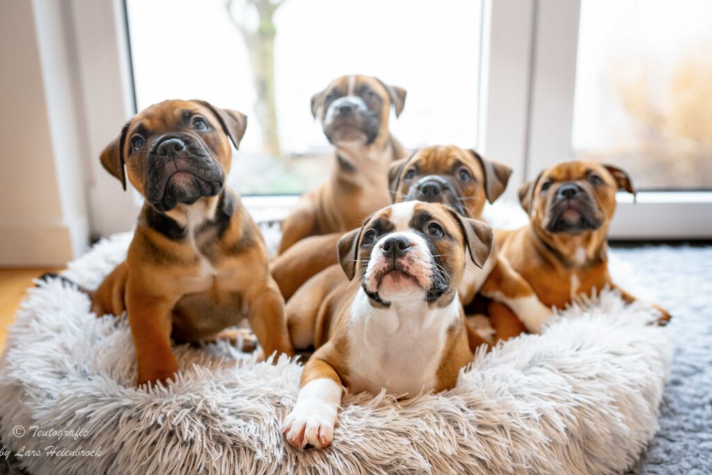 Welpenfoto Welpenfotografie Continental Bulldogge Hundefotograf