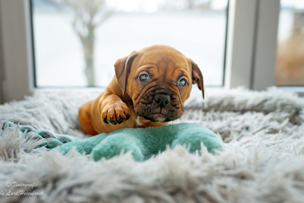 Welpenfoto Welpenfotografie Continental Bulldogge Hundefotograf