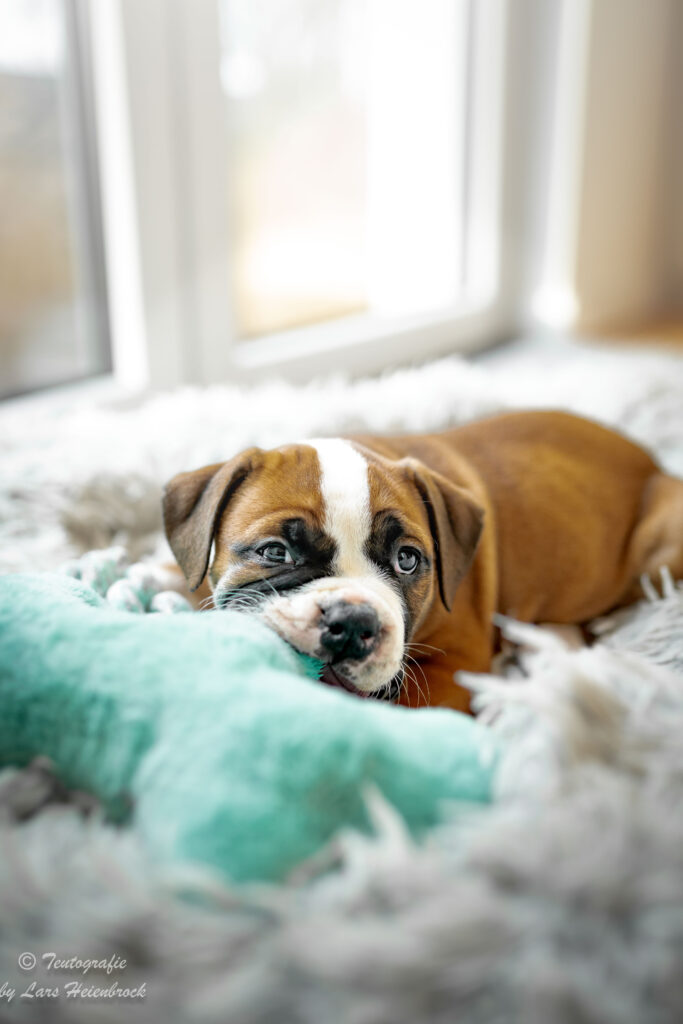 Welpenfoto Welpenfotografie Continental Bulldogge Hundefotograf