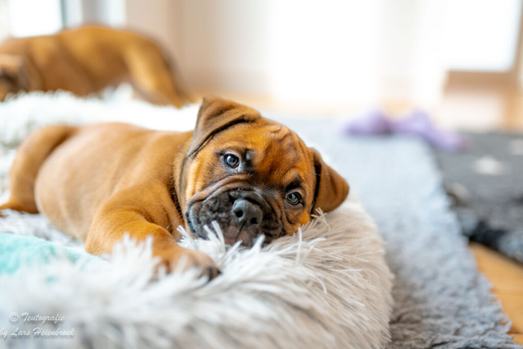 Welpenfoto Welpenfotografie Continental Bulldogge Hundefotograf