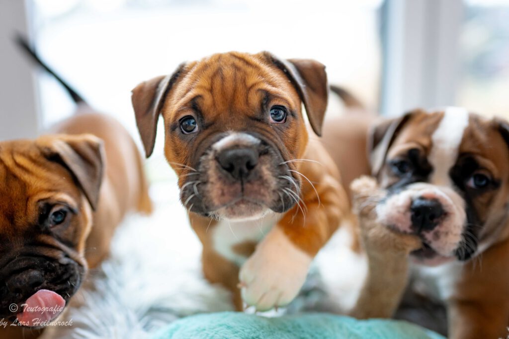 Welpenfoto Welpenfotografie Continental Bulldogge Hundefotograf