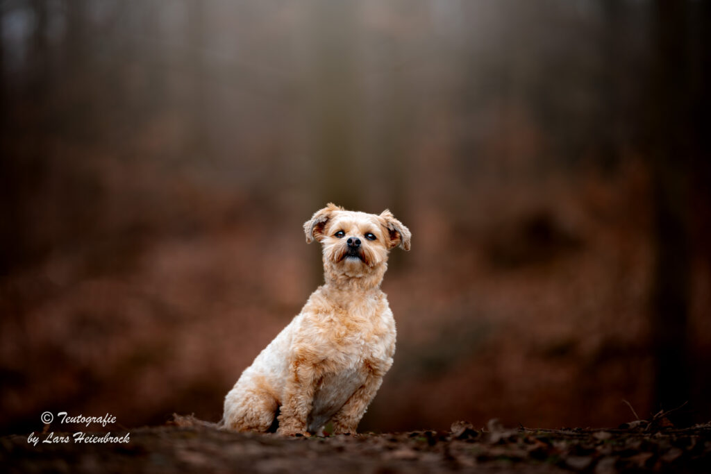 Hundefotograf Hundefotografie Tierfotograf Bielefeld Teutografie