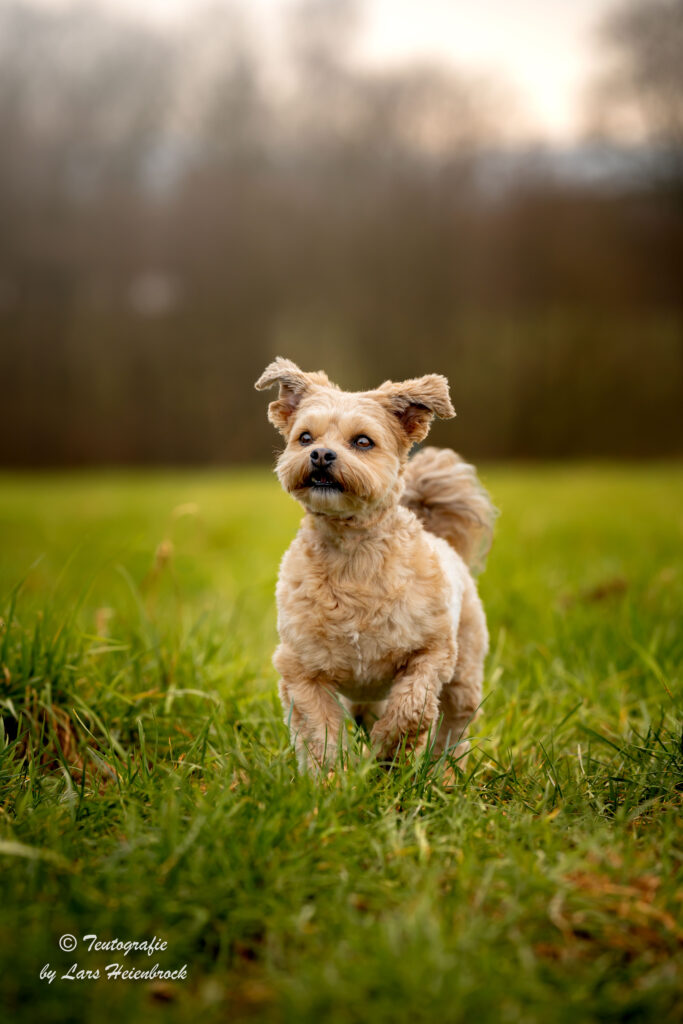 Hundefotograf Hundefotografie Tierfotograf Bielefeld Teutografie