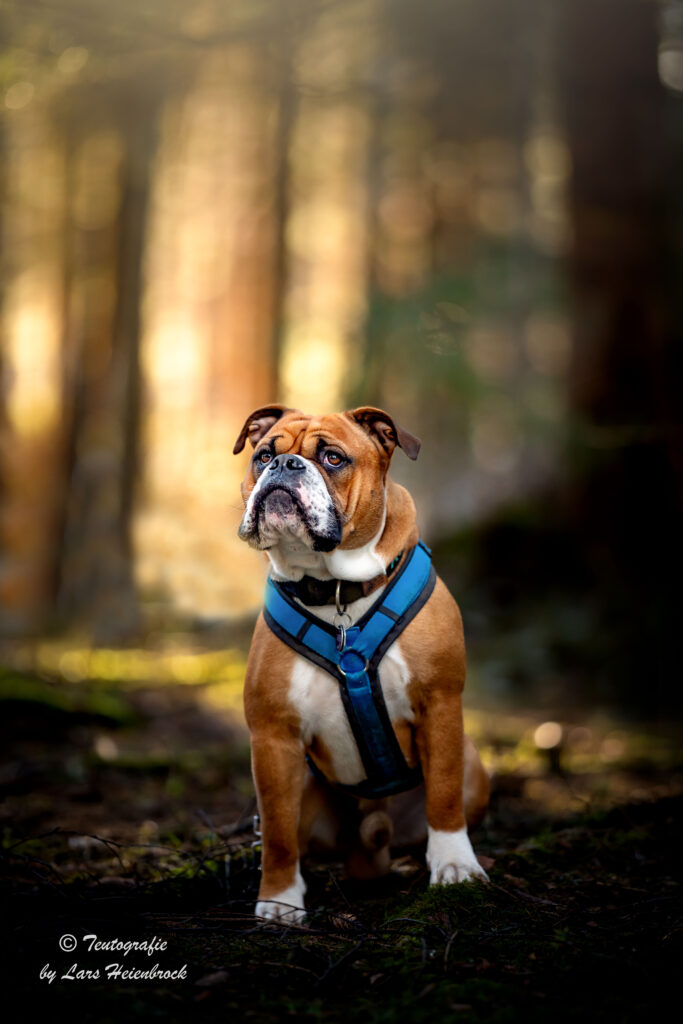 Continental Bulldog Continental Bulldogge Hundefoto Hundefotograf Bielefeld