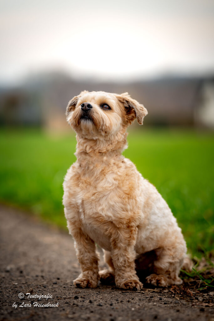 Hundefotograf Hundefotografie Tierfotograf Bielefeld Teutografie