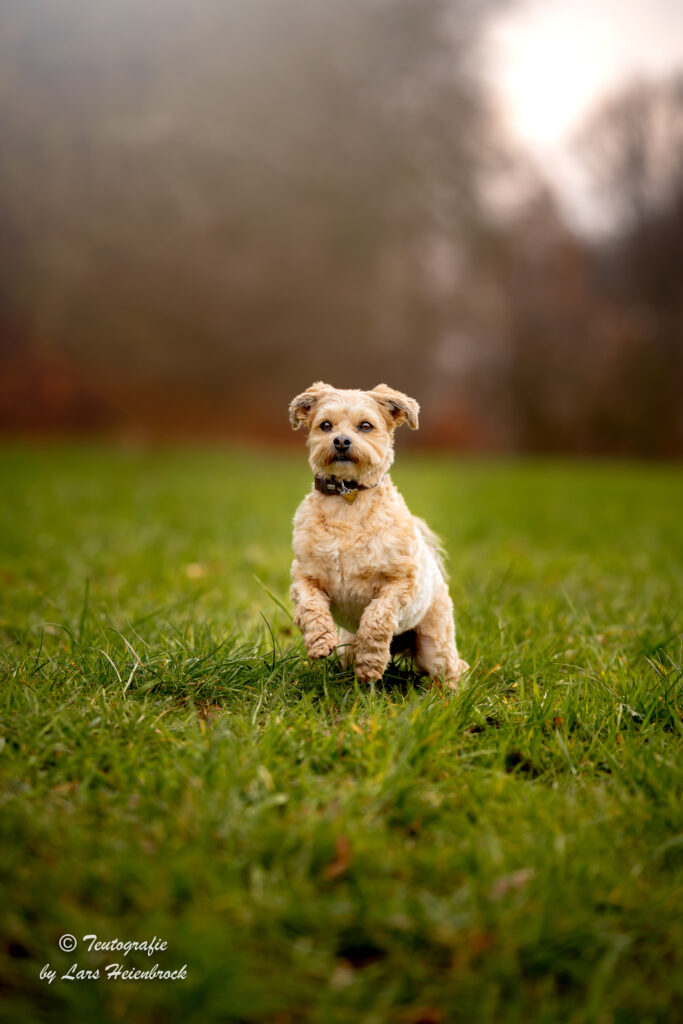 Hundefotograf Hundefotografie Tierfotograf Bielefeld Teutografie