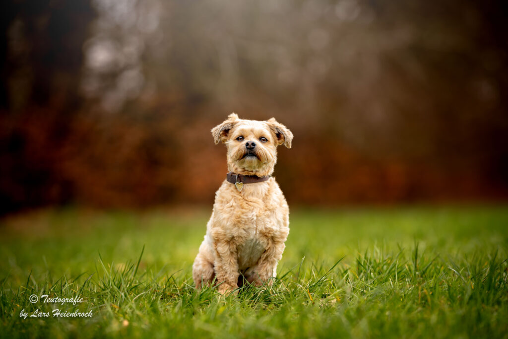 Hundefotograf Hundefotografie Tierfotograf Bielefeld Teutografie