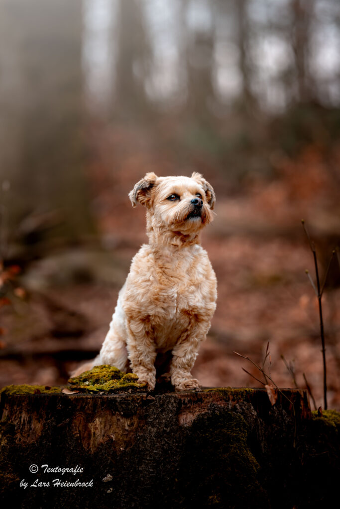 Hundefotograf Hundefotografie Tierfotograf Bielefeld Teutografie