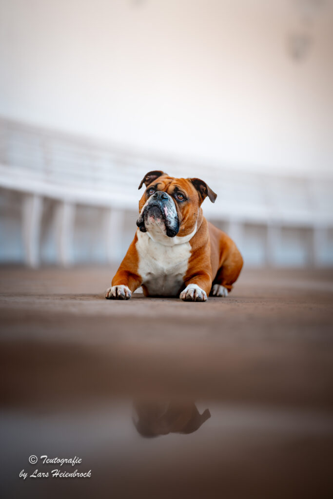 Continental Bulldog Continental Bulldogge Hundefoto Hundefotograf Bielefeld