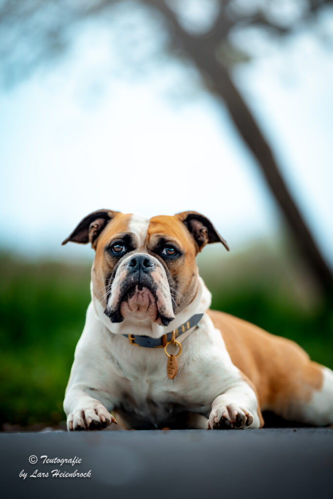 Continental Bulldog Continental Bulldogge Hundefoto Hundefotograf Bielefeld