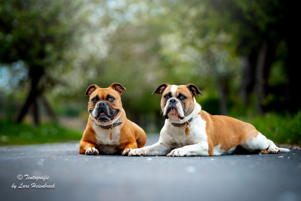 Continental Bulldog Continental Bulldogge Hundefoto Hundefotograf Bielefeld