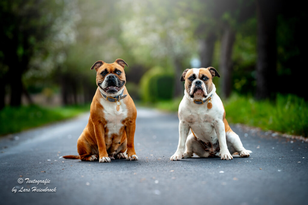 Continental Bulldog Continental Bulldogge Hundefoto Hundefotograf Bielefeld