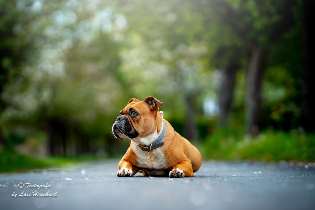 Continental Bulldog Continental Bulldogge Hundefoto Hundefotograf Bielefeld