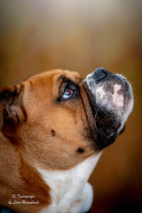 Continental Bulldog Continental Bulldogge Hundefoto Hundefotograf Bielefeld