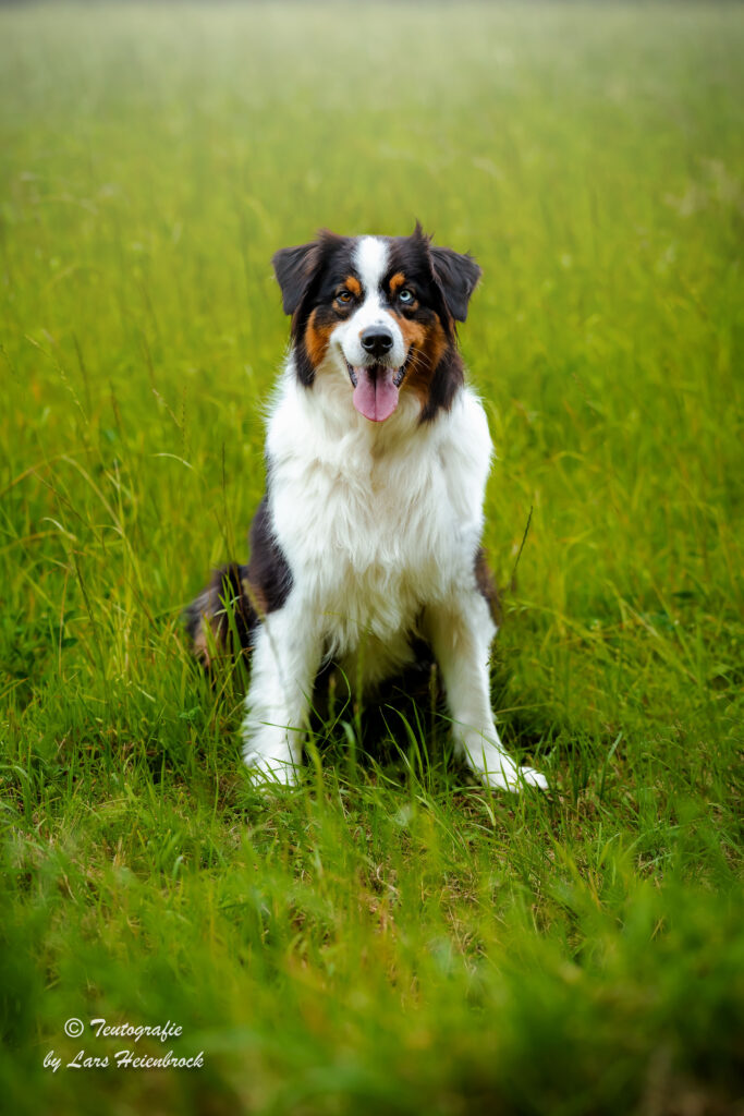 Hundefotograf Hundefotografie Tierfotograf Bielefeld Teutografie