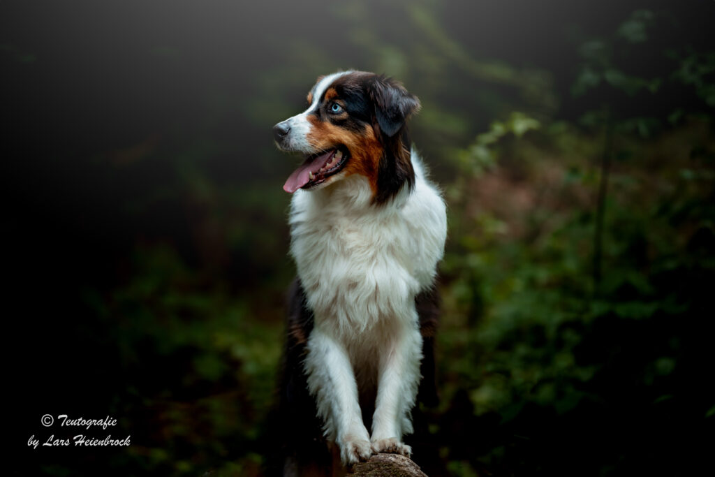 Hundefotograf Hundefotografie Tierfotograf Bielefeld Teutografie