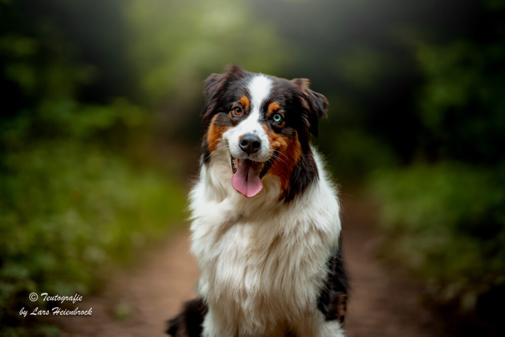 Hundefotograf Hundefotografie Tierfotograf Bielefeld Teutografie