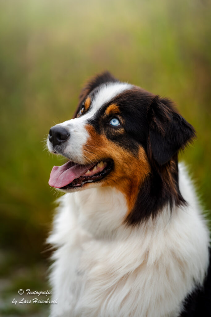 Hundefotograf Hundefotografie Tierfotograf Bielefeld Teutografie