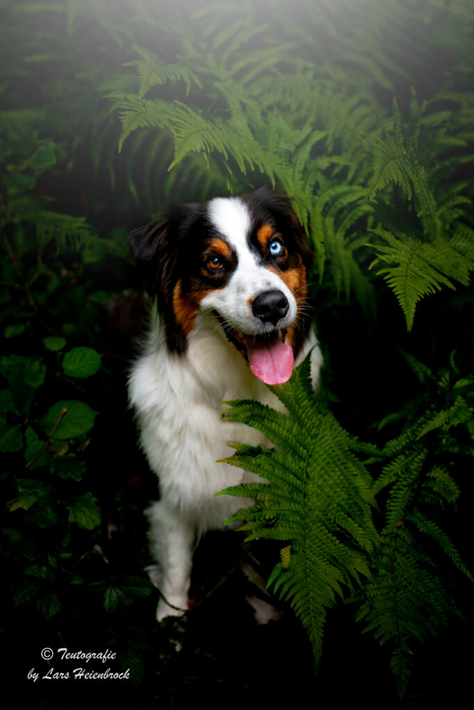 Hundefotograf Hundefotografie Tierfotograf Bielefeld Teutografie