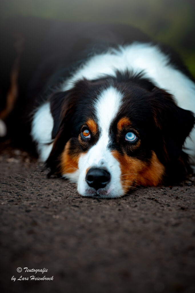 Hundefotograf Hundefotografie Tierfotograf Bielefeld Teutografie