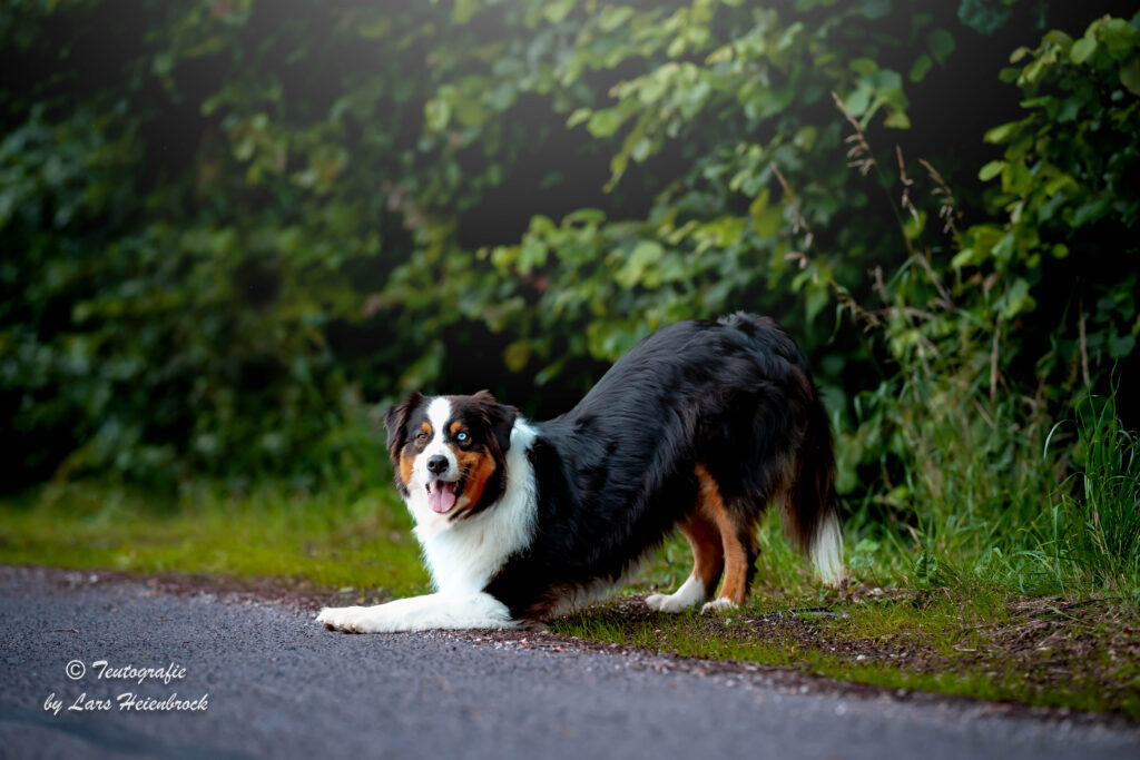 Hundefotograf Hundefotografie Tierfotograf Bielefeld Teutografie