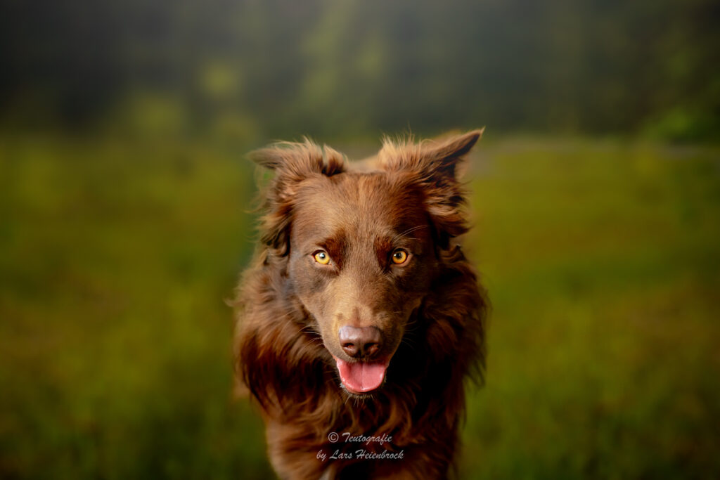 Australian Shepherd Hundefotografie Tierfotografie Tierfotos Bielefeld