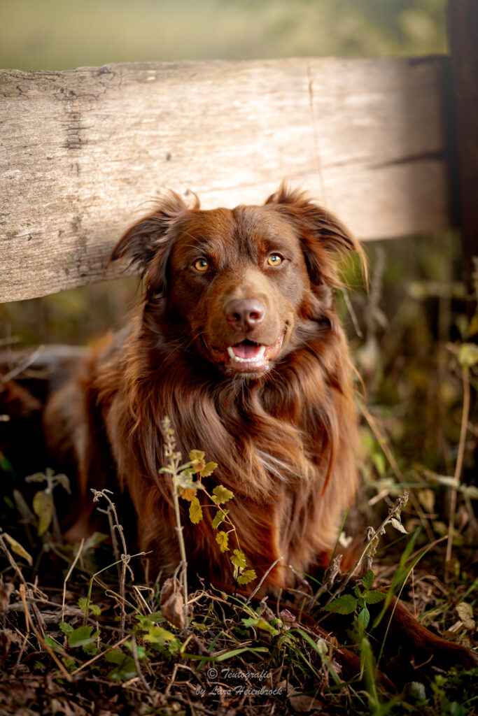 Australian Shepherd Hundefotografie Tierfotografie Tierfotos Bielefeld