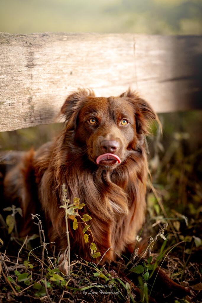 Australian Shepherd Hundefotografie Tierfotografie Tierfotos Bielefeld