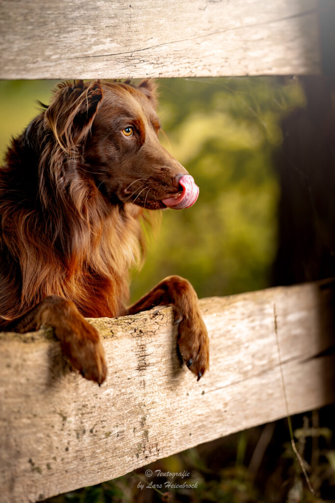 Australian Shepherd Hundefotografie Tierfotografie Tierfotos Bielefeld