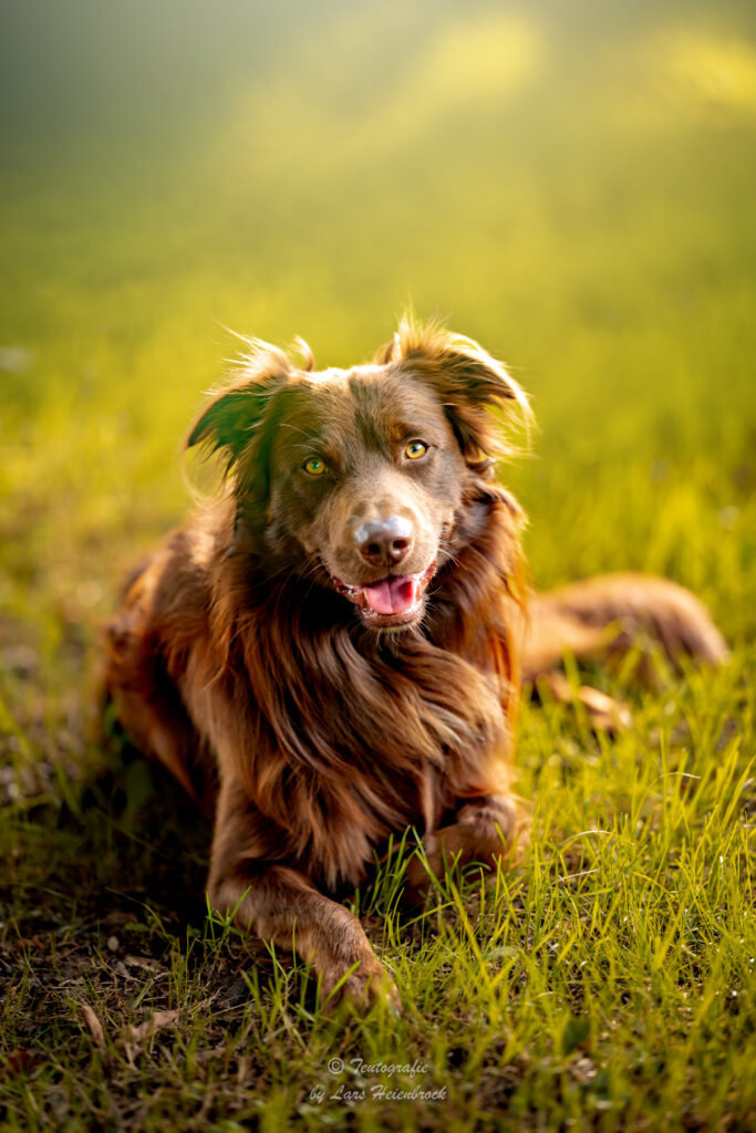 Australian Shepherd Hundefotografie Tierfotografie Tierfotos Bielefeld