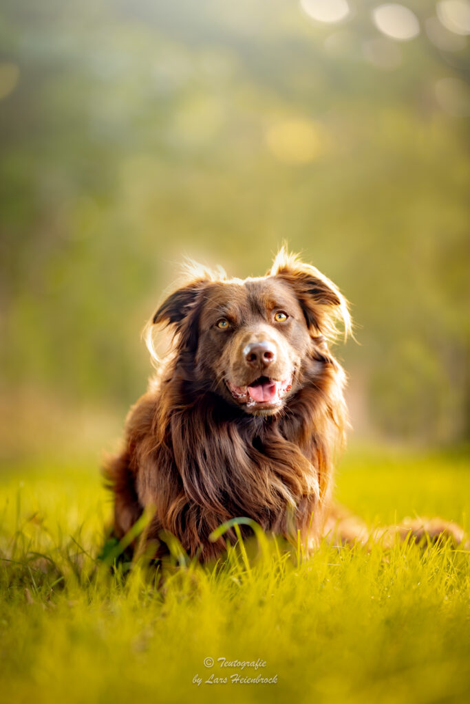 Australian Shepherd Hundefotografie Tierfotografie Tierfotos Bielefeld