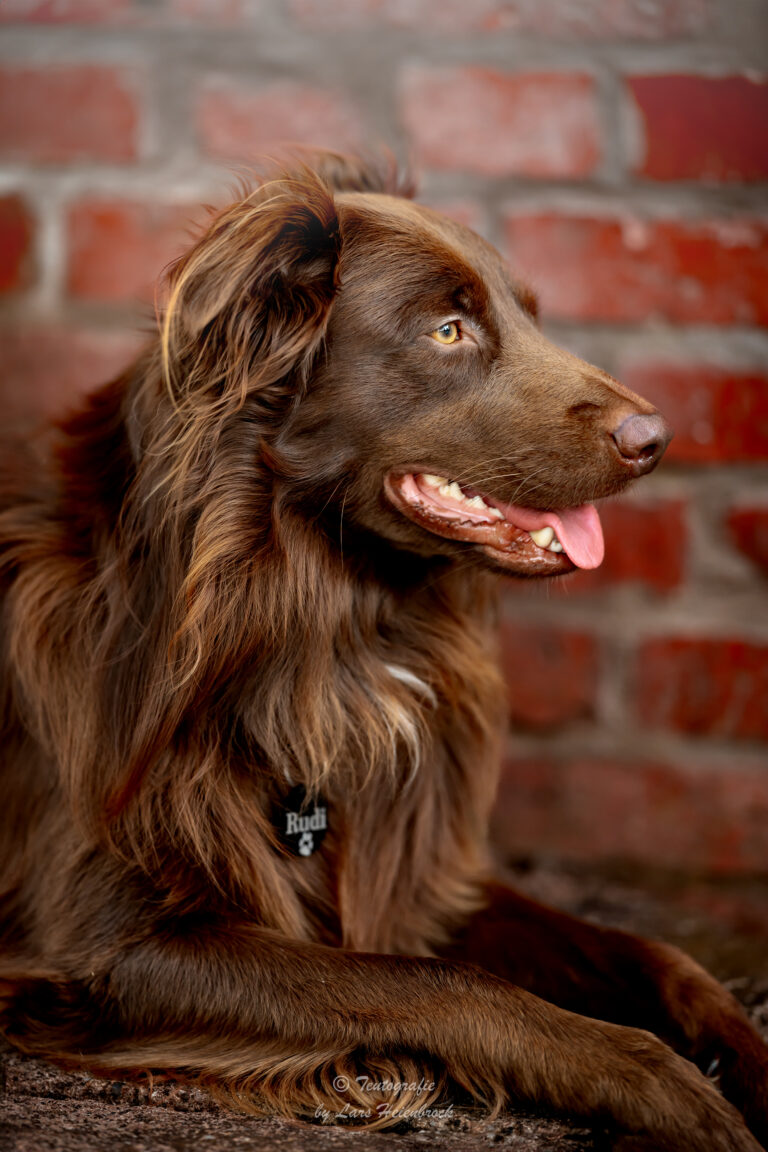 Australian Shepherd Hundefotografie Tierfotografie Tierfotos Bielefeld