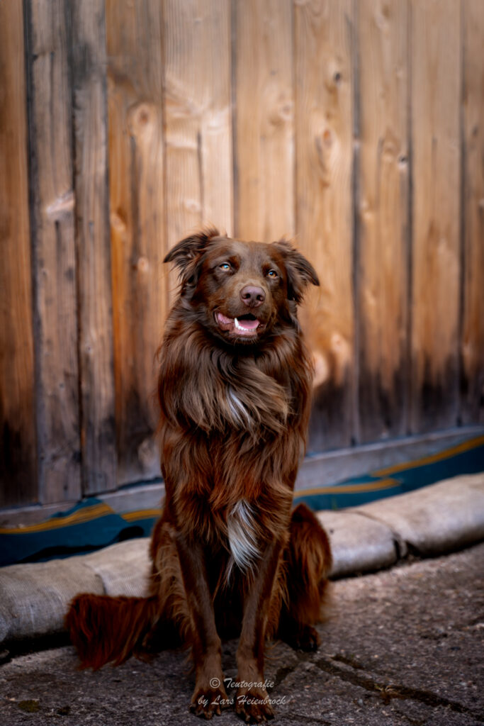 Australian Shepherd Hundefotografie Tierfotografie Tierfotos Bielefeld