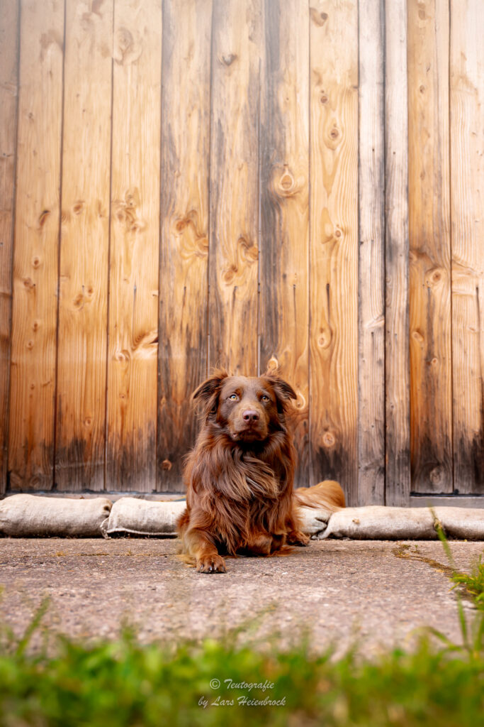 Australian Shepherd Hundefotografie Tierfotografie Tierfotos Bielefeld