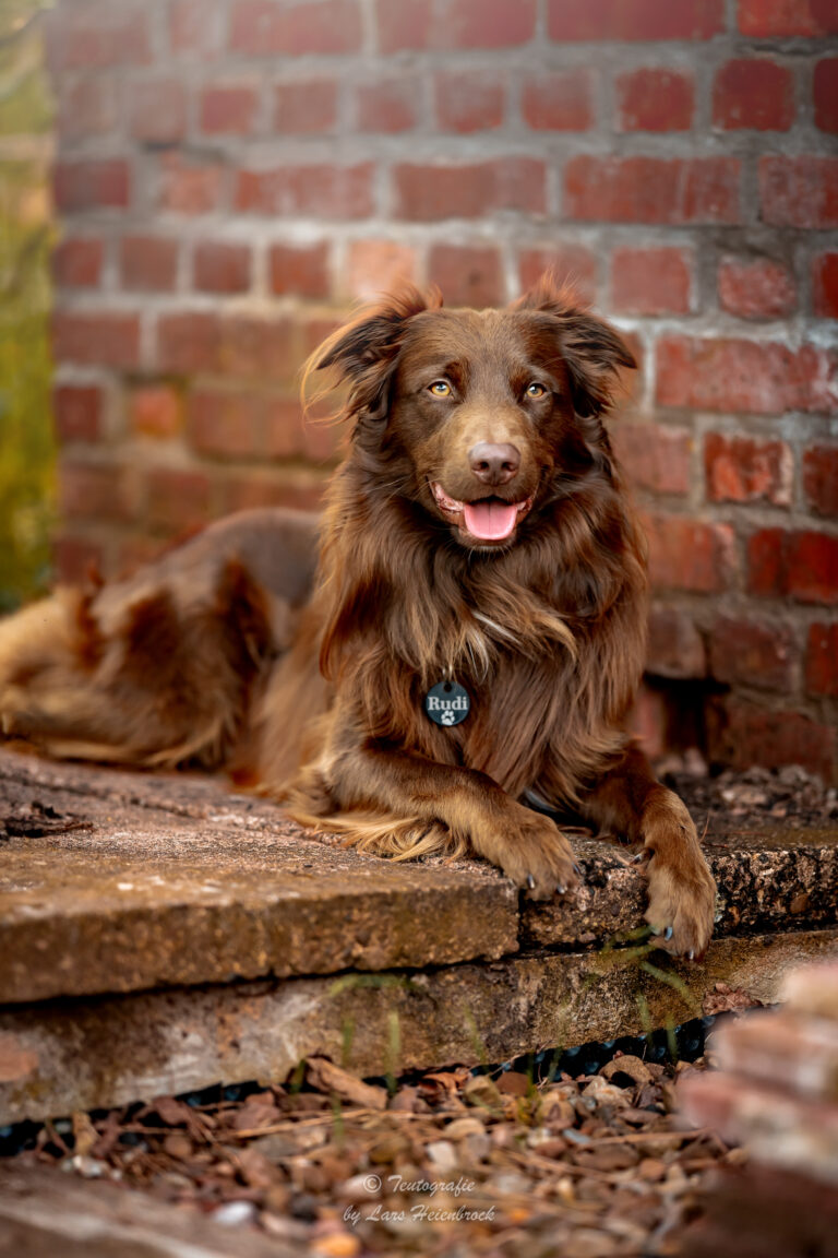 Australian Shepherd Hundefotografie Tierfotografie Tierfotos Bielefeld