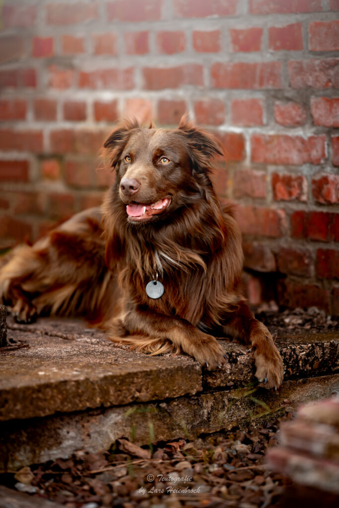 Australian Shepherd Hundefotografie Tierfotografie Tierfotos Bielefeld