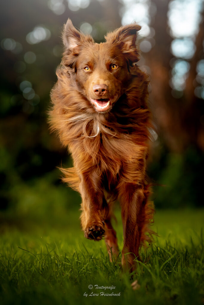 Australian Shepherd Hundefotografie Tierfotografie Tierfotos Bielefeld