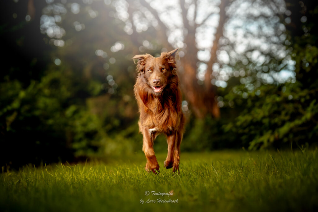 Australian Shepherd Hundefotografie Tierfotografie Tierfotos Bielefeld